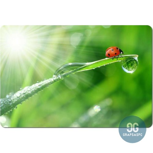 Mousepad patra grapsas pc